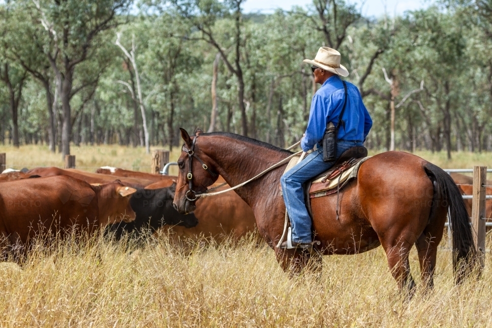 An 80 year old indigenous cattleman mustering on horseback. - Australian Stock Image