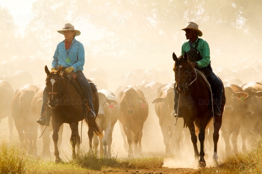 An aboriginal man and caucasian woman mustering a mob of cattle on the move in the dust. - Australian Stock Image