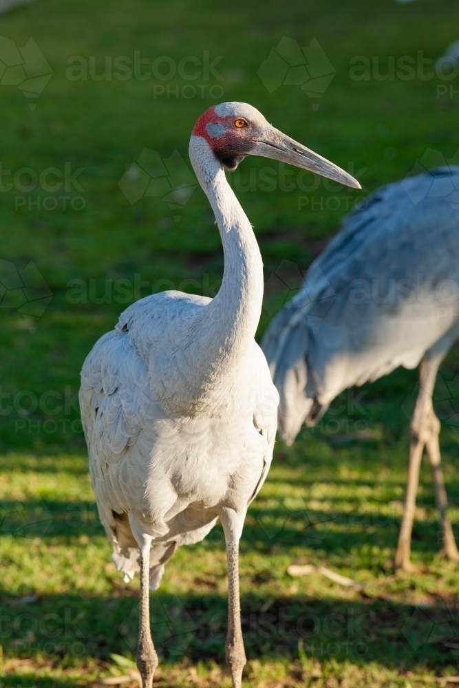 An adult Brolga (Grus rubicunda) in Winton, Western Queensland, Australia. - Australian Stock Image