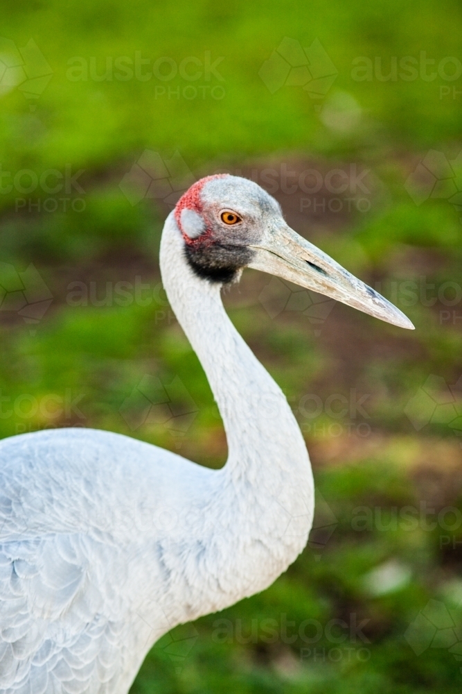 An adult Brolga (Grus rubicunda) in Winton, Western Queensland, Australia. - Australian Stock Image