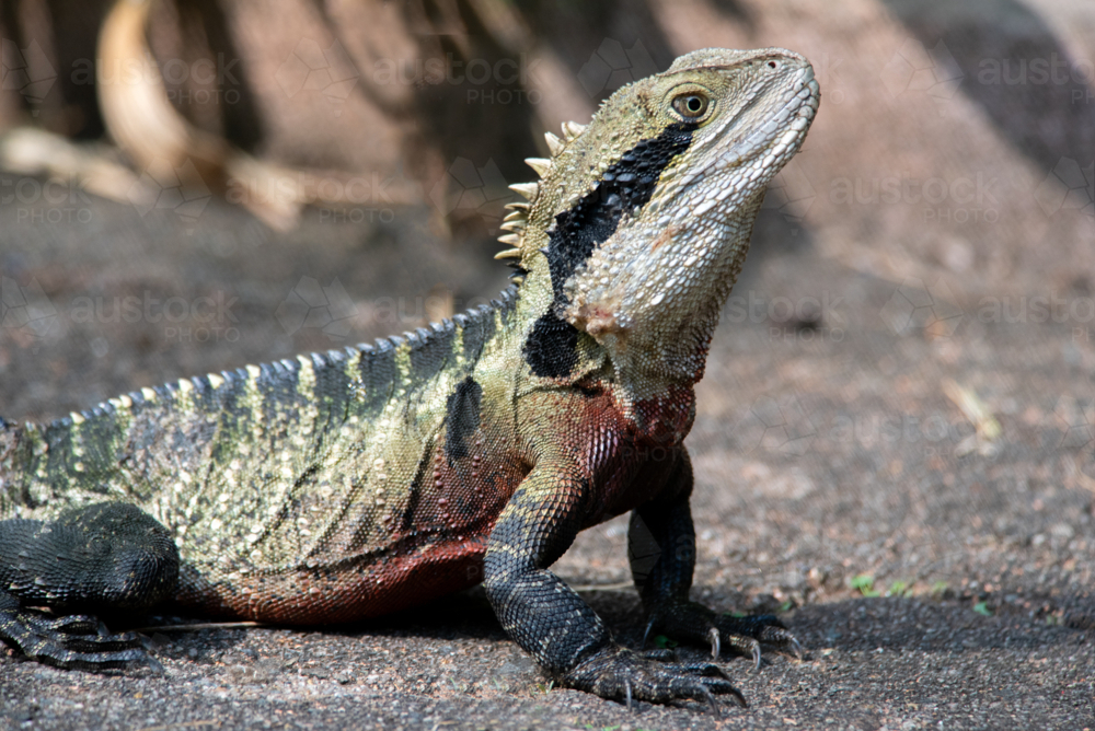 An adult Eastern Water Dragon - Australian Stock Image