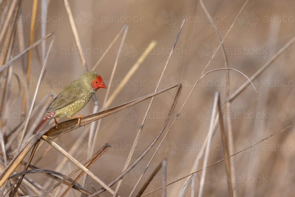An adult male star finch perched on a blade of dry grass - Australian Stock Image
