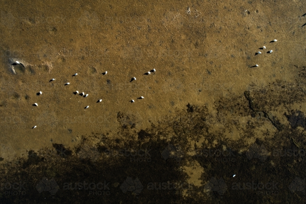 An aerial view of birds resting on a shallow river bed - Australian Stock Image