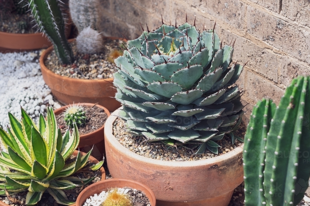 an agave potatorum growing in a pot - Australian Stock Image