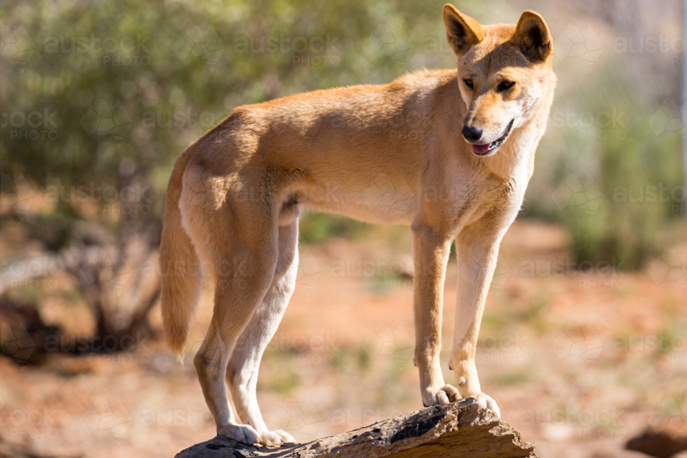An alert wild dingo standing on top of a hollow tree log near Alice Springs - Australian Stock Image
