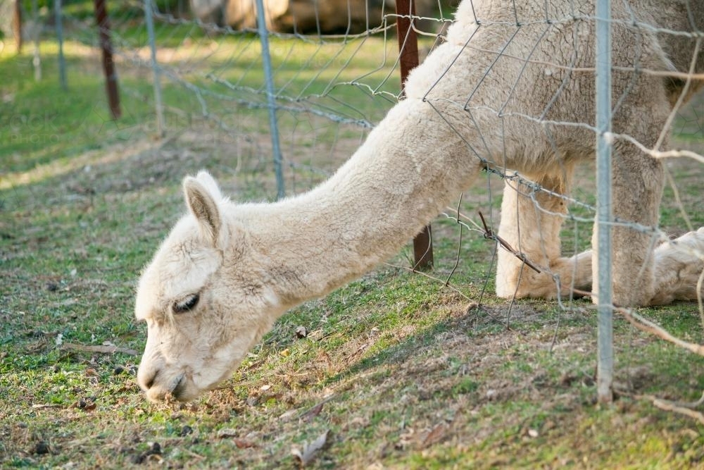 An alpaca reaching through a fence to graze - Australian Stock Image