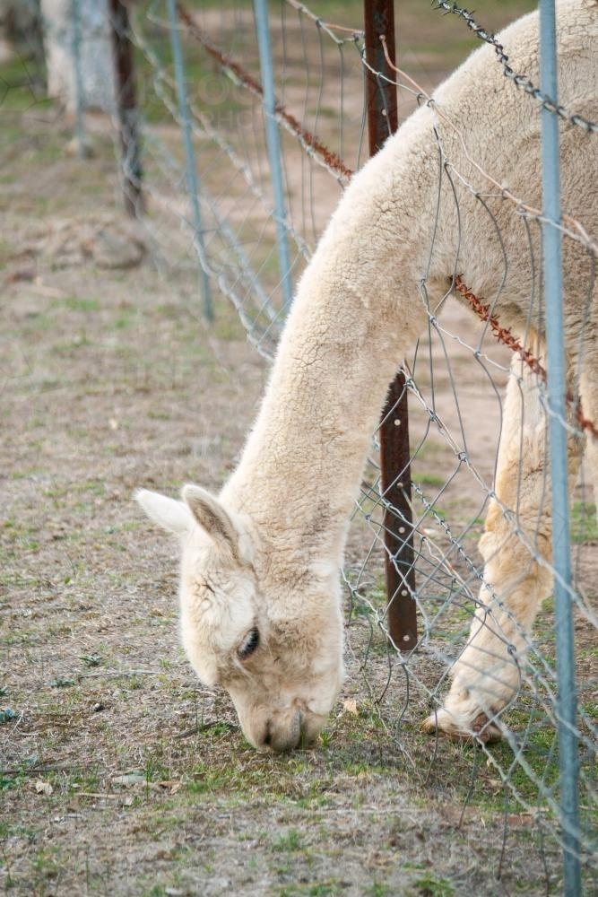 An alpaca reaching through a fence to graze - Australian Stock Image