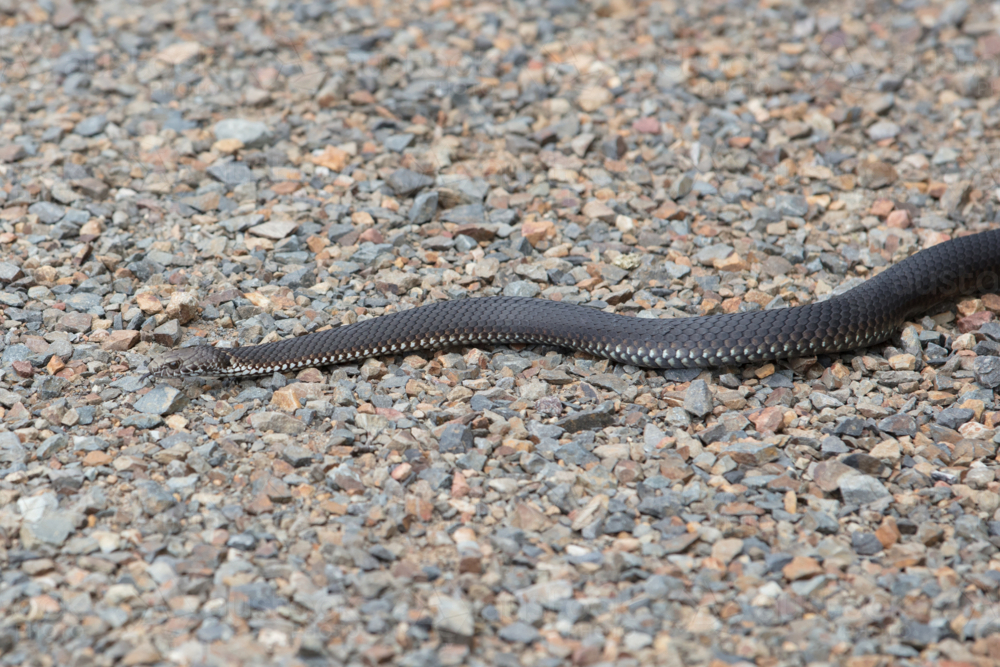 An Alpine Copperhead snake seen in summer at Mt Buller in Victoria, Australia - Australian Stock Image