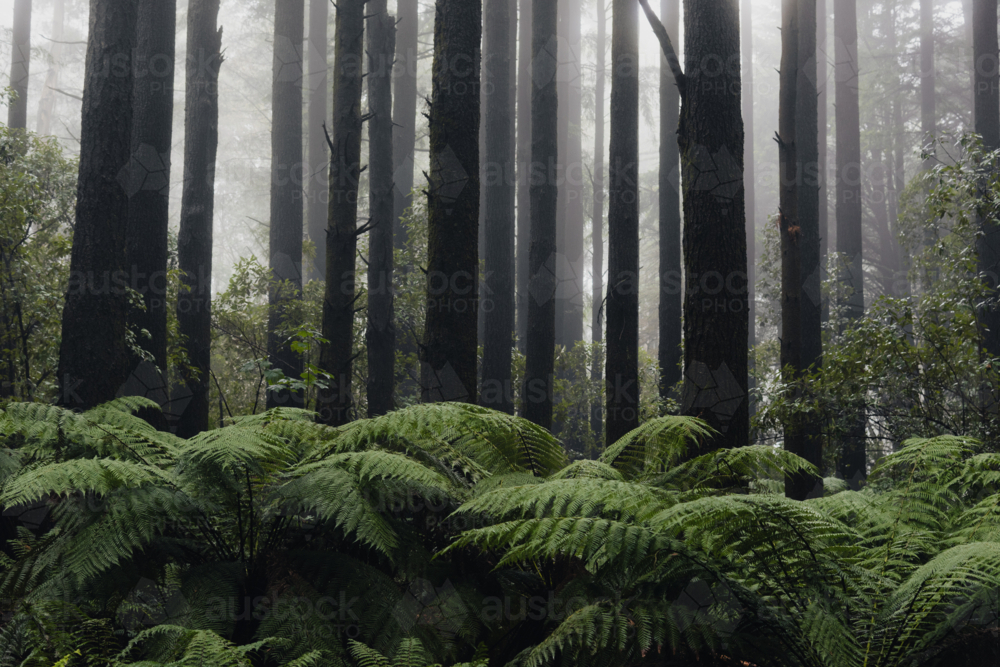 an Alpine forest of tall trees and a green foreground of damp ferns in the mist - Australian Stock Image