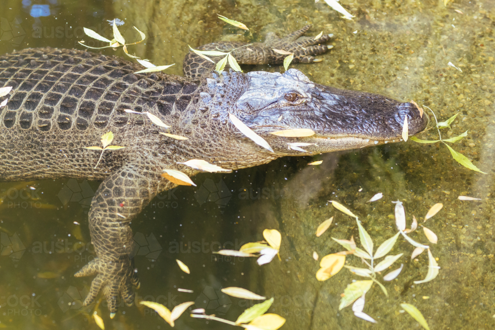 An American Alligator in a zoo in Australia - Australian Stock Image