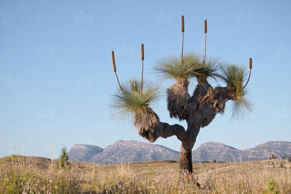 Image of An ancient grass tree on arid land in the Flinders Ranges ...