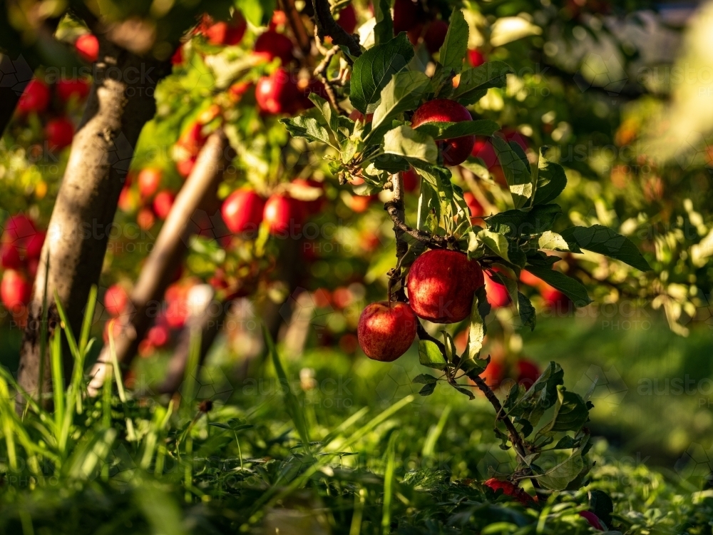 An apple tree loaded with shiny red fruit - Australian Stock Image