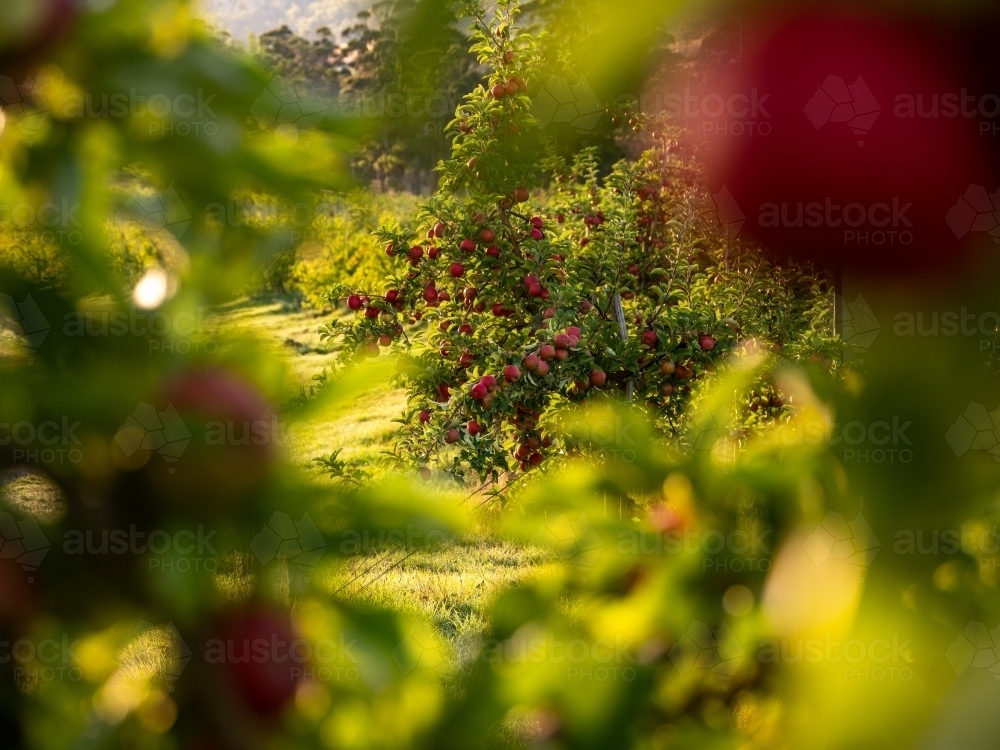 An apple tree loaded with shiny red fruit framed with green branches - Australian Stock Image