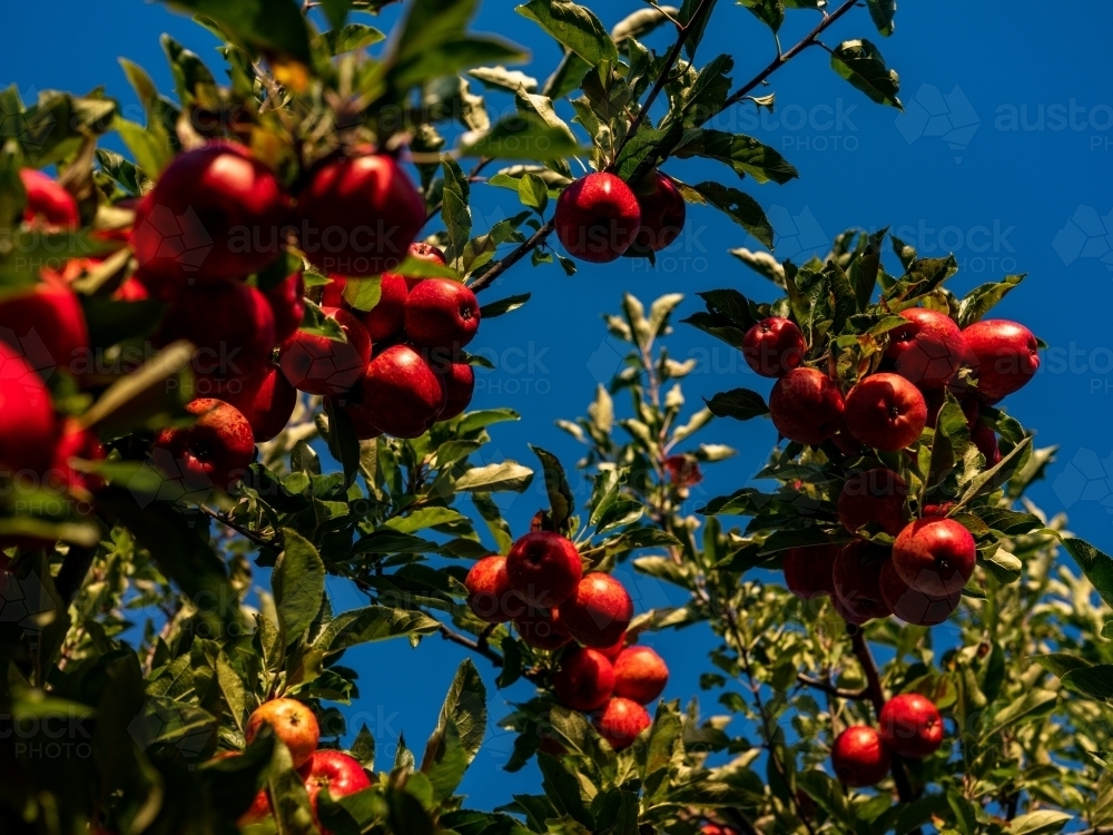 An apple tree loaded with shiny red fruit on branches - Australian Stock Image