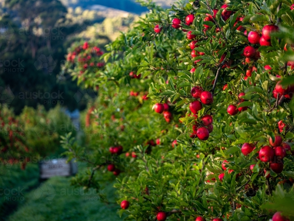 An apple tree loaded with shiny red ripe fruit - Australian Stock Image