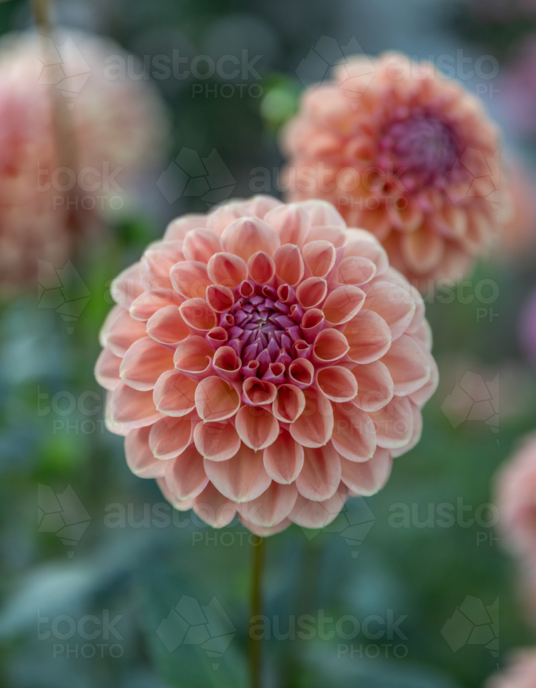 An apricot coloured dahlia - Australian Stock Image