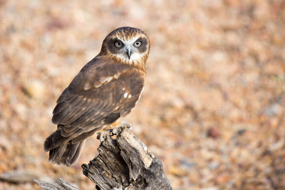 An Australian barking owl near Alice Springs, Northern Territory, Australia - Australian Stock Image