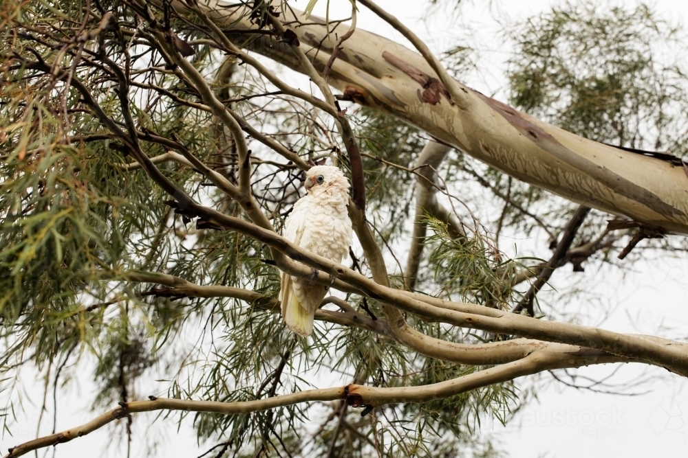 An australian corella in a eucalyptus gum tree on a wet day - Australian Stock Image