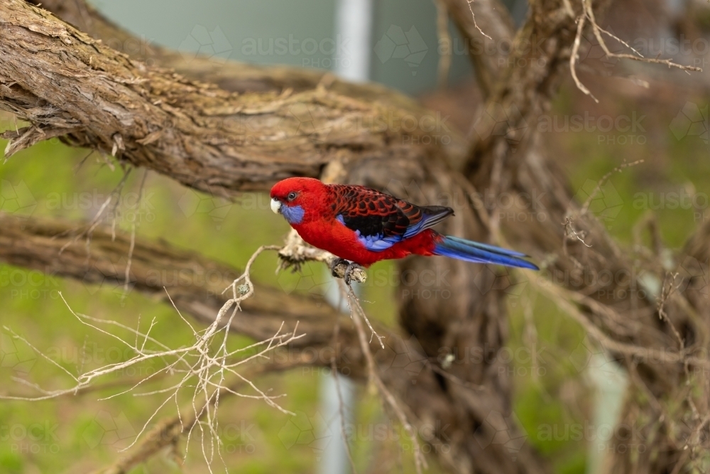 An australian crimson rosella parrot sitting on a tea tree branch - Australian Stock Image