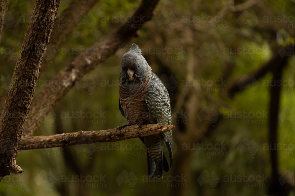 An Australian female endangered gang gang cockatoo (Callocephalon fimbriatum) - Australian Stock Image