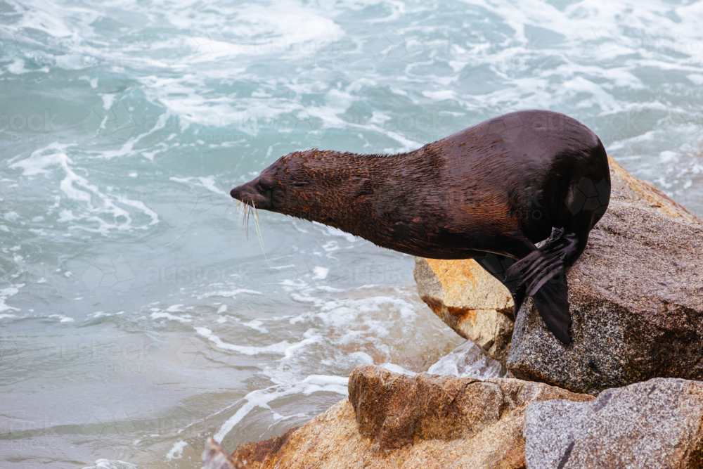 An Australian Fur Seal basks in the sun on rocks in summer near Wagonga Inlet in Narooma - Australian Stock Image