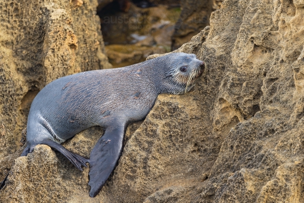 Image of An Australian Fur Seal resting on rocks - Austockphoto