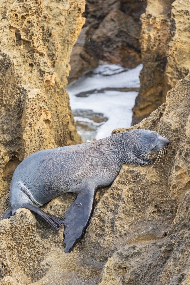 An Australian Fur Seal resting on rocks - Australian Stock Image