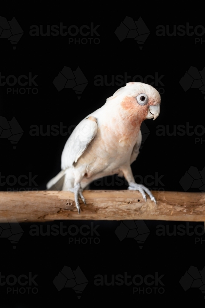 an Australian galah corella hybrid parrot on a black background - Australian Stock Image