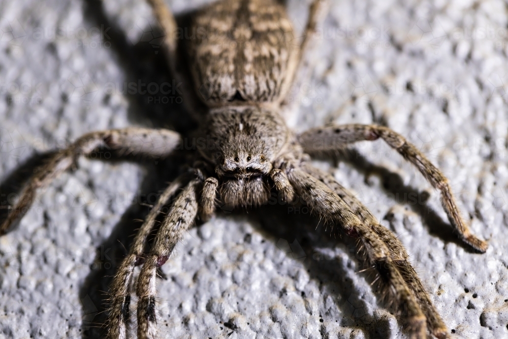 An australian huntsman spider sparassidae heteropodidae a large long legged spider resting : Austockphoto An australian huntsman spider sparassidae heteropodidae a large long legged spider resting - Australian Stock Image