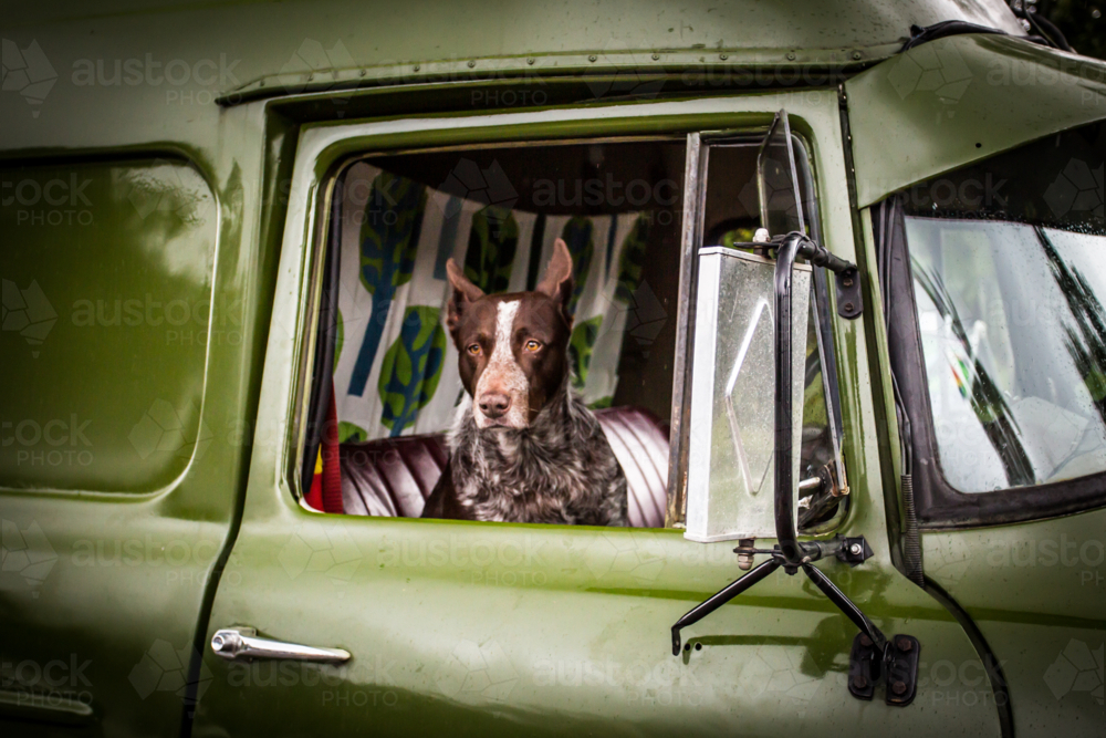 An Australian Kelpie dog spotted in the driver's seat of an old classic car in Kuranda, Queensland, - Australian Stock Image