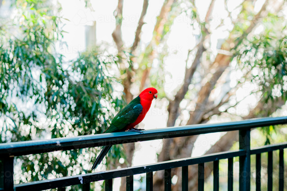 An australian king parrot perches on a balcony rail, framed by trees in the background - Australian Stock Image