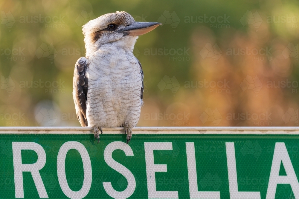 An Australian Kookaburra sitting on a street sign - Australian Stock Image