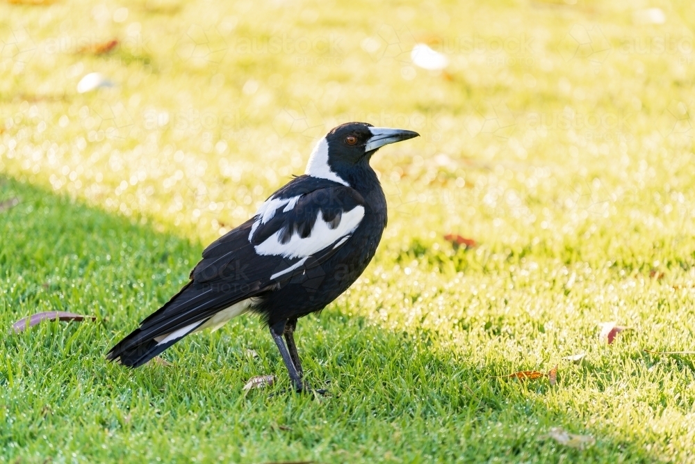 An Australian magpie standing on grass - Australian Stock Image