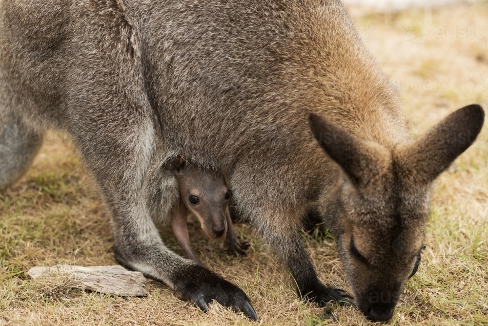 An Australian marsupial baby red necked wallaby joey (Macropus rufogriseus) head out of pouch - Australian Stock Image