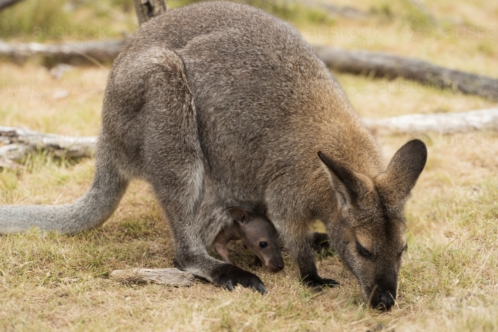 An Australian marsupial red necked wallaby  (Macropus rufogriseus) eating grass, joey in pouch - Australian Stock Image