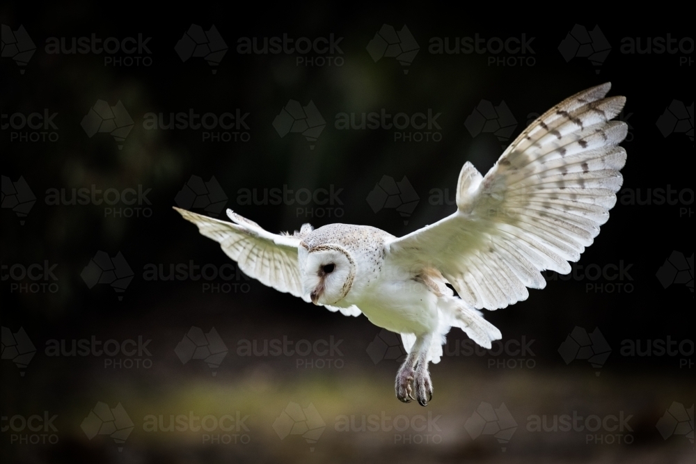 An Australian Masked Owl in flight - Australian Stock Image