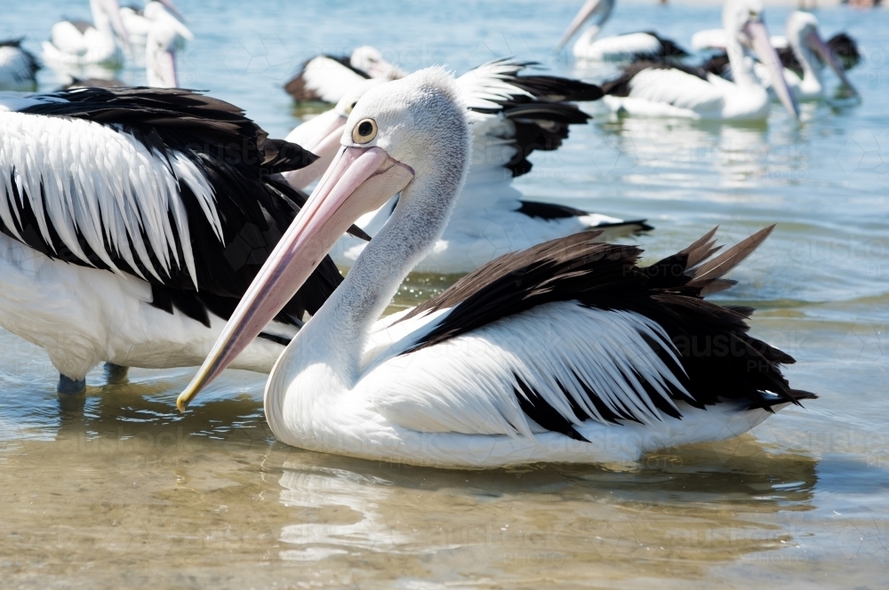 An Australian pelican swimming at the beach with others in shallow water. - Australian Stock Image