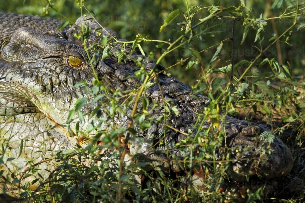 An Australian saltwater crocodile on a riverbank in the Kimberley. - Australian Stock Image