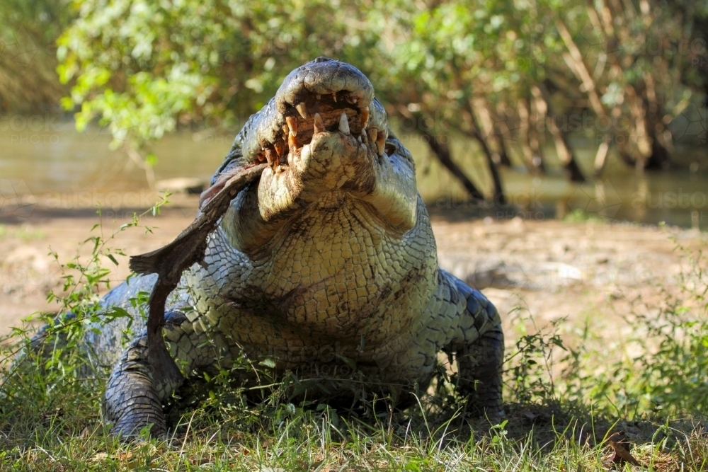 An Australian saltwater crocodile on a riverbank in the Kimberley. - Australian Stock Image