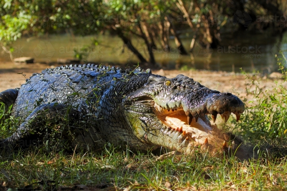 Saltwater Crocodile Saltwater Crocodile Habitat GJRUSY saltwater-crocodile-saltwater-crocodile-habitat-gjrusy