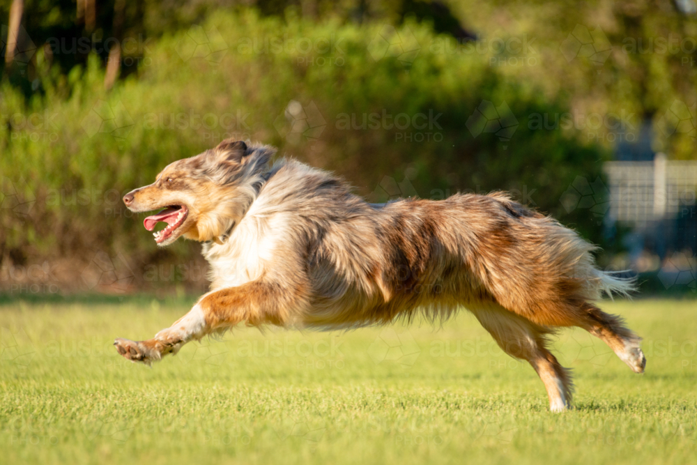An Australian Shepherd mid-leap across a grassy field, mouth open and tongue out in excitement. - Australian Stock Image