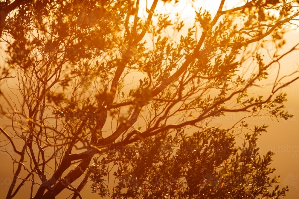 An Australian shrub with golden backlit sunlight. - Australian Stock Image