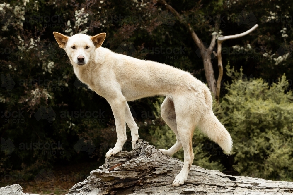 An Australian vulnerable animal, wild dingo with blonde white fur (Canis lupus dingo) - Australian Stock Image