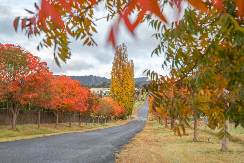 An autumn scene, autumn colours, and a country road through autumn leaves - Australian Stock Image