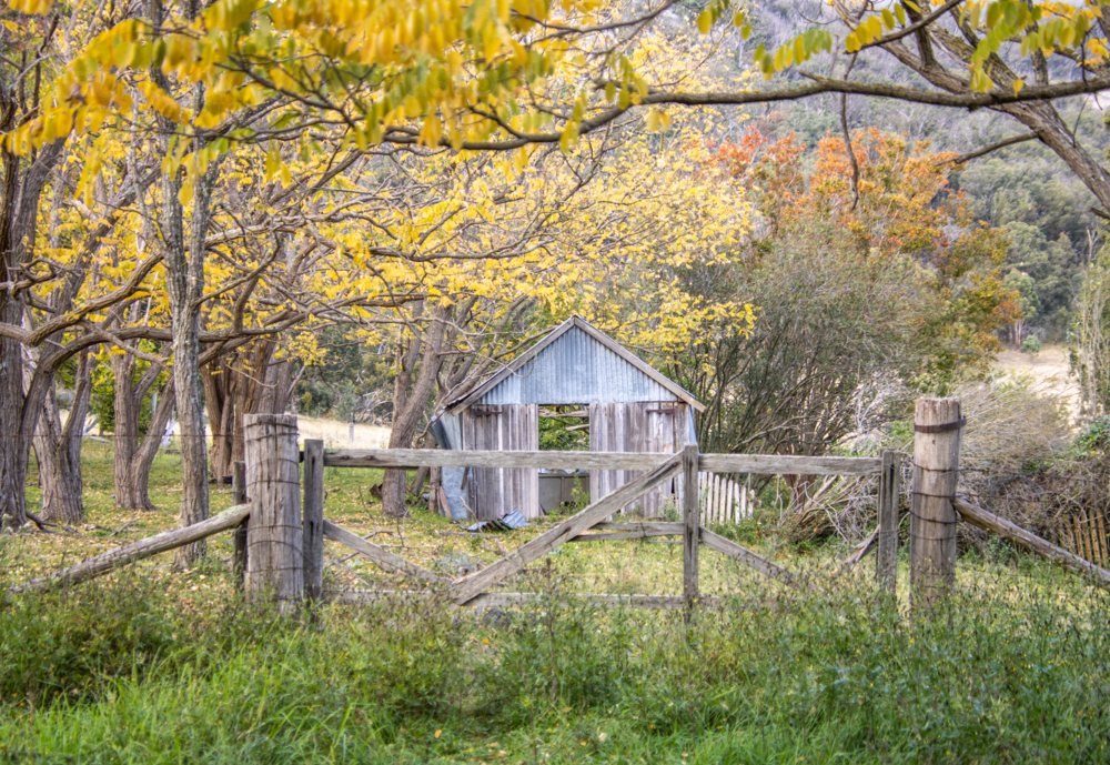 An Autumn scene with golden leaves, an old timber gate and wooden shed - Australian Stock Image