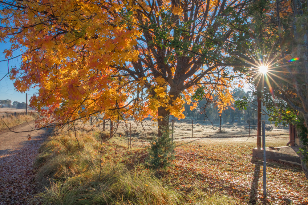 An autumn scene with golden leaves on the ground and early morning rays of sun - Australian Stock Image