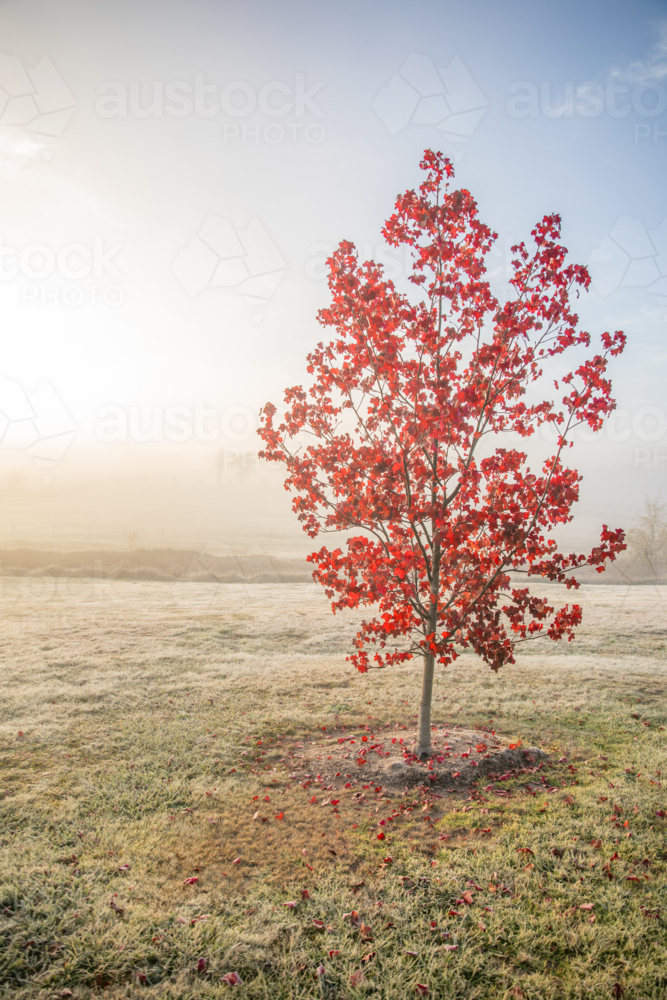 An autumn tree with red leaves on a misty morning - Australian Stock Image