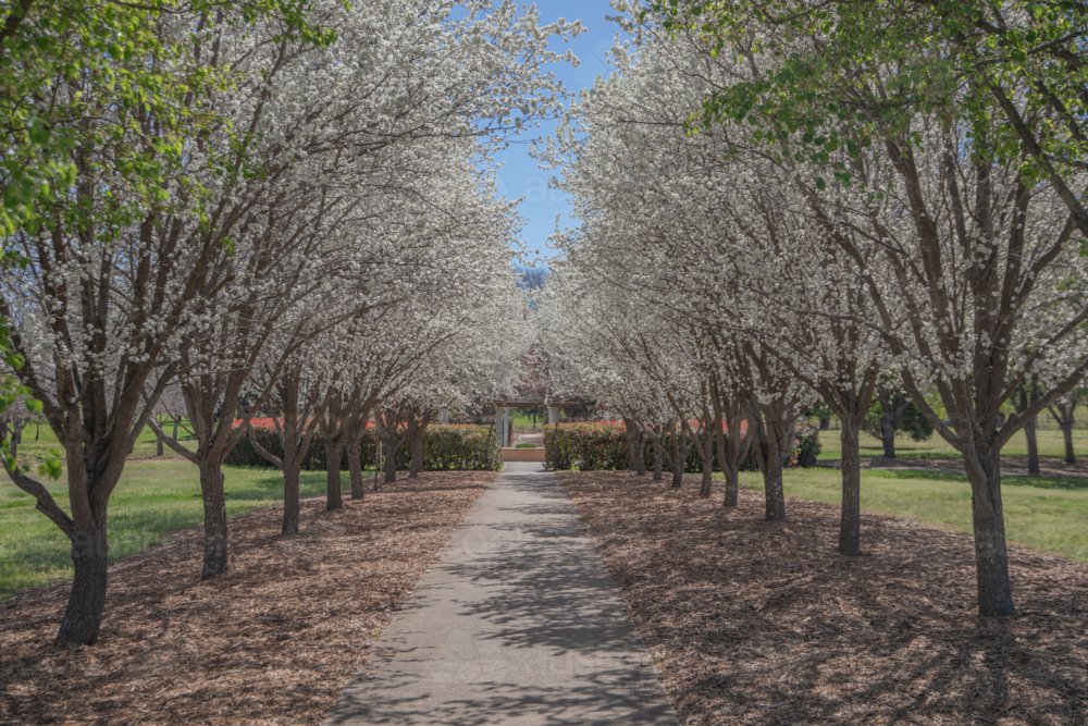 An avenue of trees and spring blossoms - Australian Stock Image