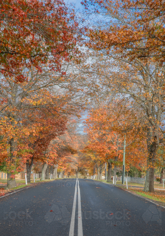 An avenue of trees with late autumn foliage and the double line of a country highway - Australian Stock Image