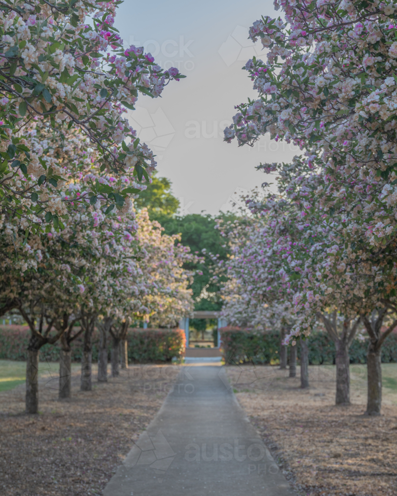 An avenue with trees in spring bloom - Australian Stock Image
